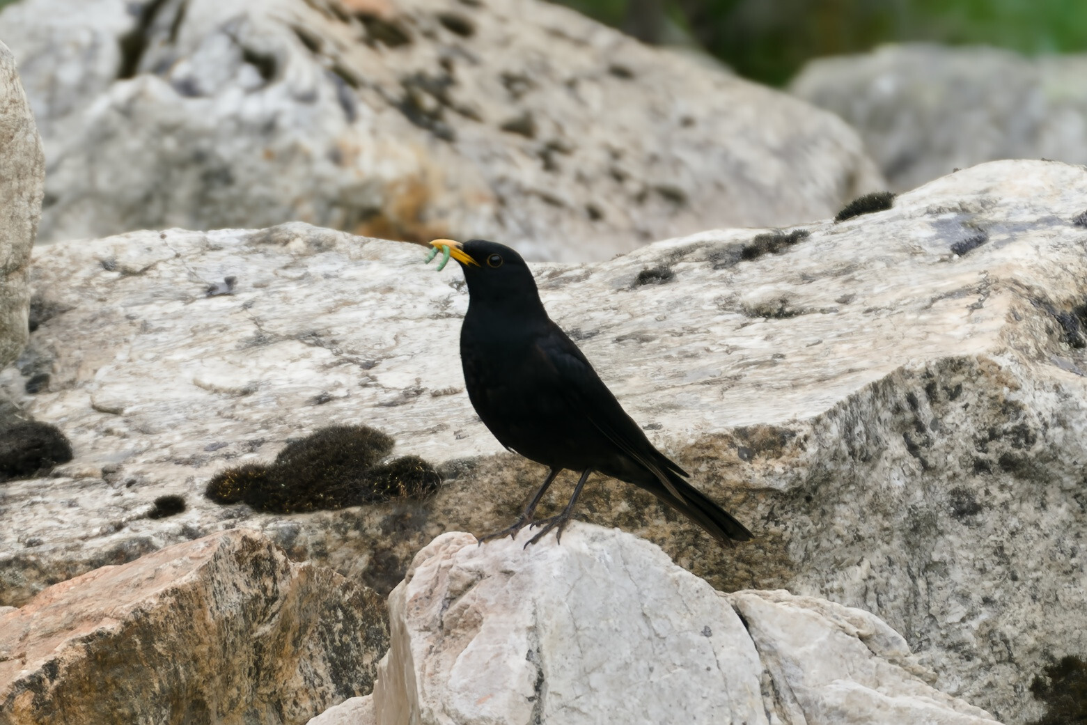 Tibetan Blackbird