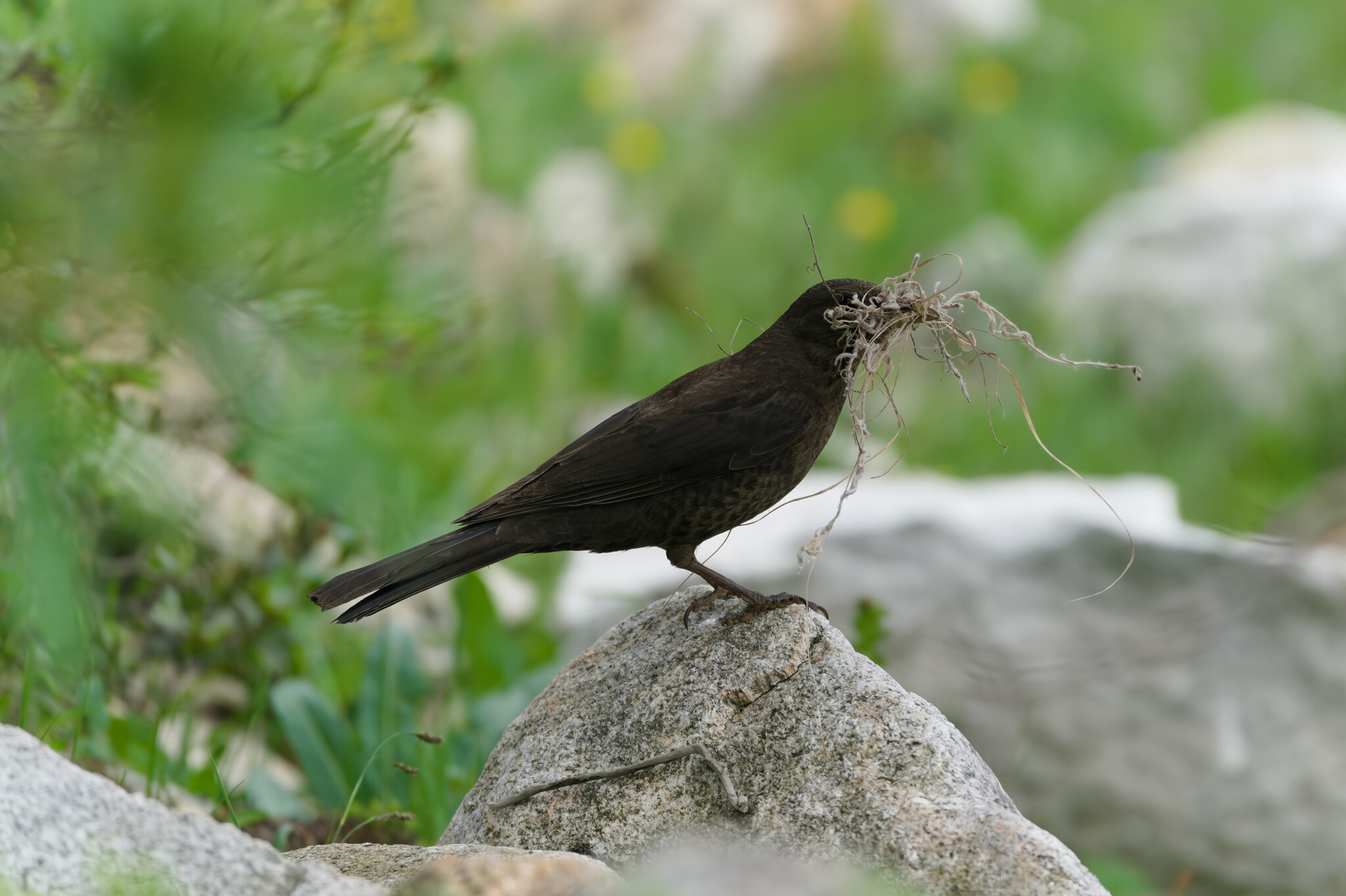 Tibetan Blackbird