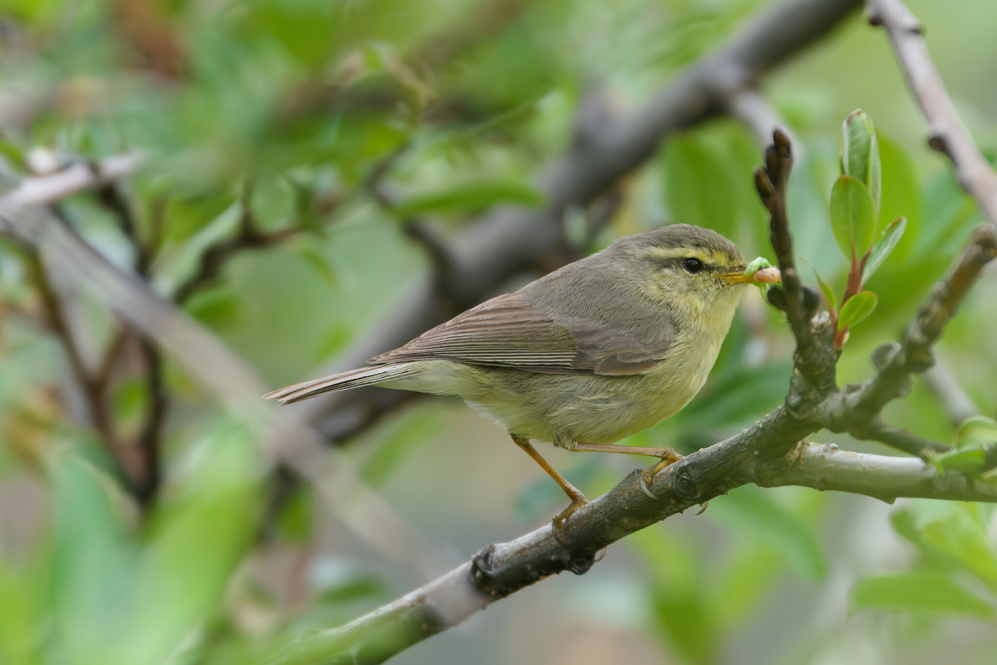 Tickell's Leaf Warbler