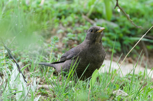 Tibetan Blackbird (Turdus maximus), photo 6