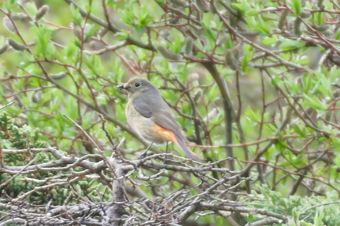Blue-fronted Redstart