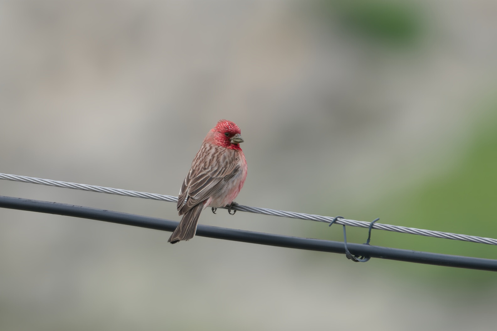 Streaked Rosefinch (Carpodacus rubicilloides), photo 4