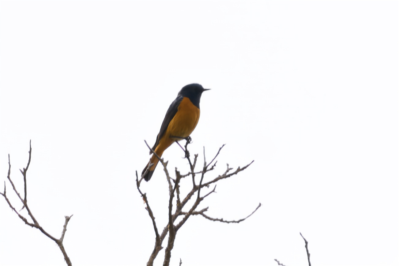 Blue-fronted Redstart
