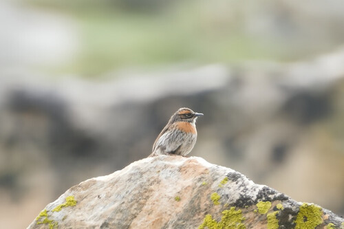 Rufous-breasted Accentor (Prunella strophiata), photo 4