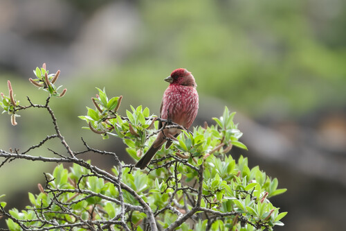 Streaked Rosefinch (Carpodacus rubicilloides), photo 10