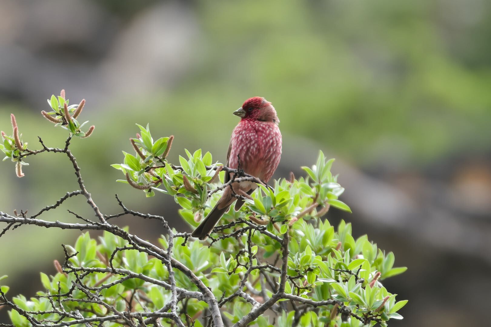 Streaked Rosefinch (Carpodacus rubicilloides), photo 3