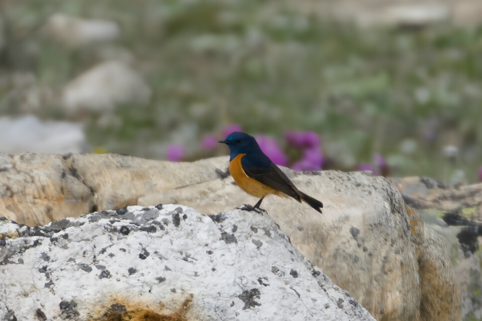 Blue-fronted Redstart