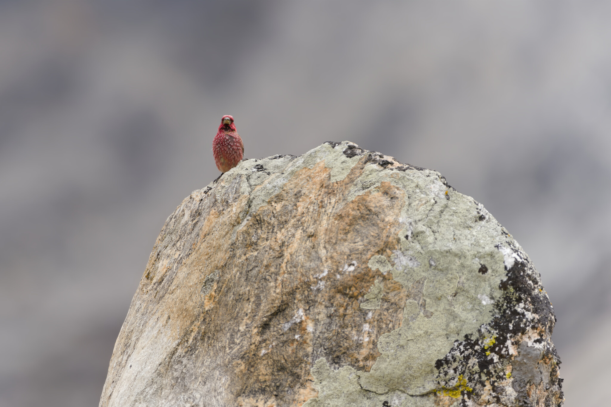 Great Rosefinch