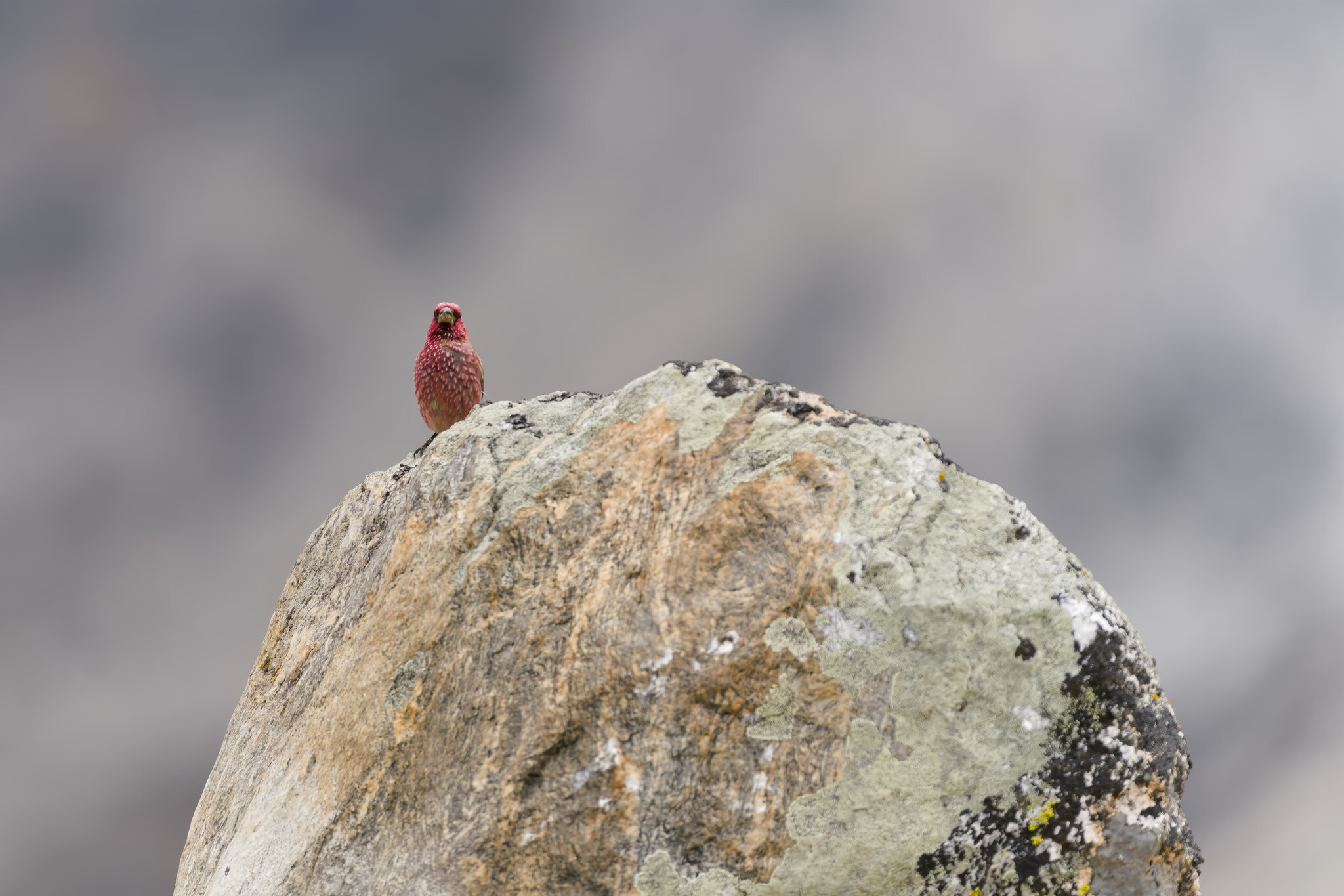 Great Rosefinch