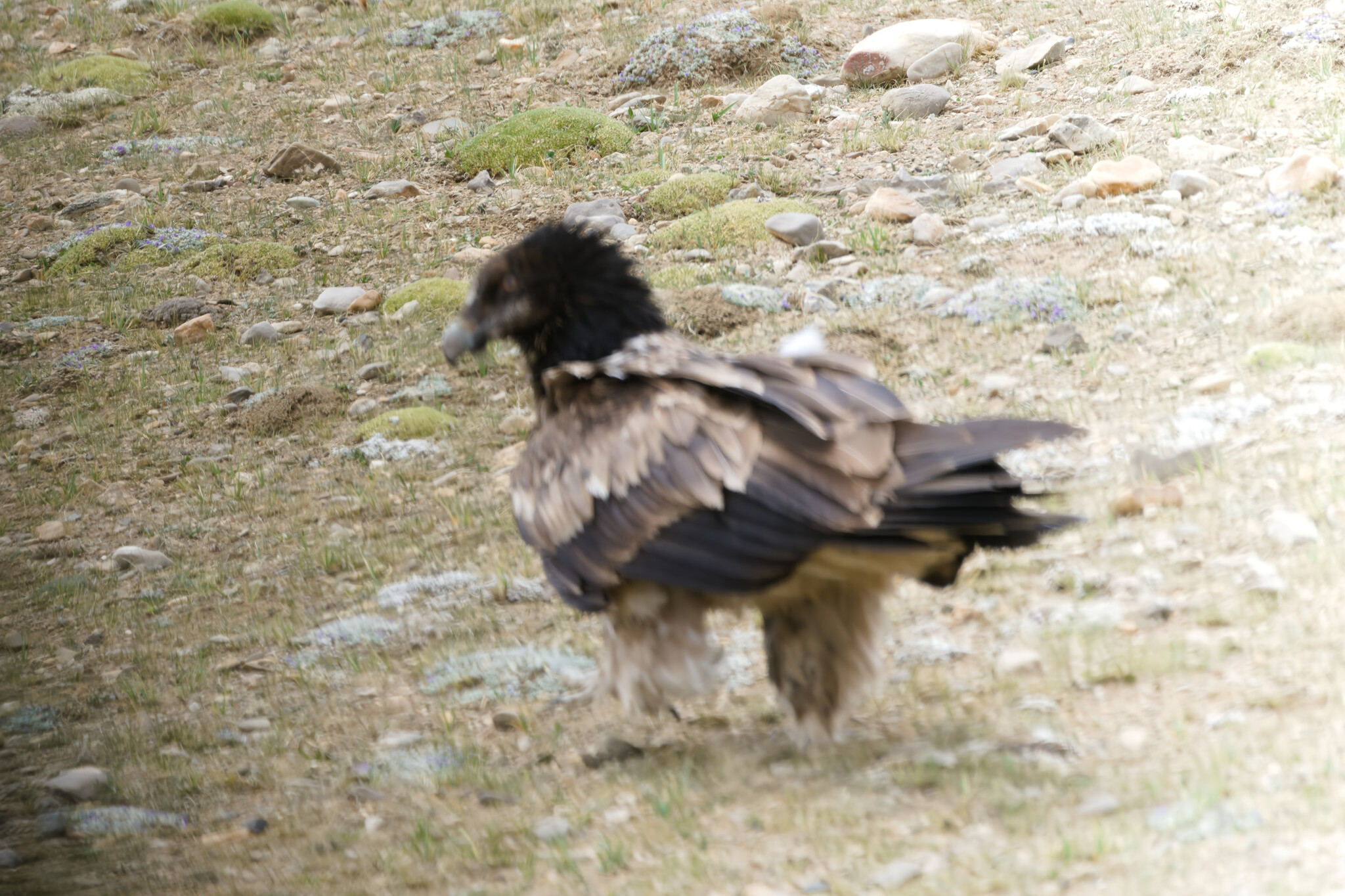 Bearded Vulture
