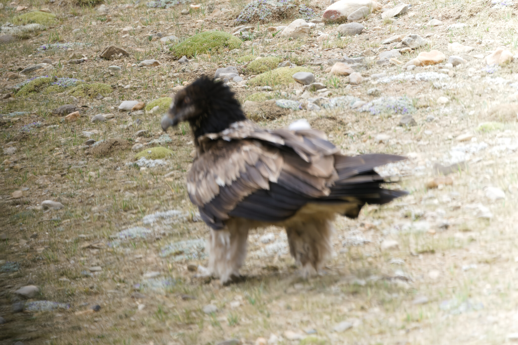 Bearded Vulture