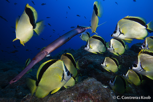 Black-nosed Butterflyfish
