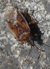 Kleidocerys resedae