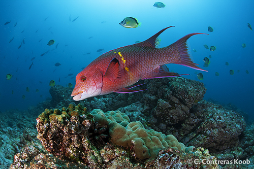 Mexican Hogfish