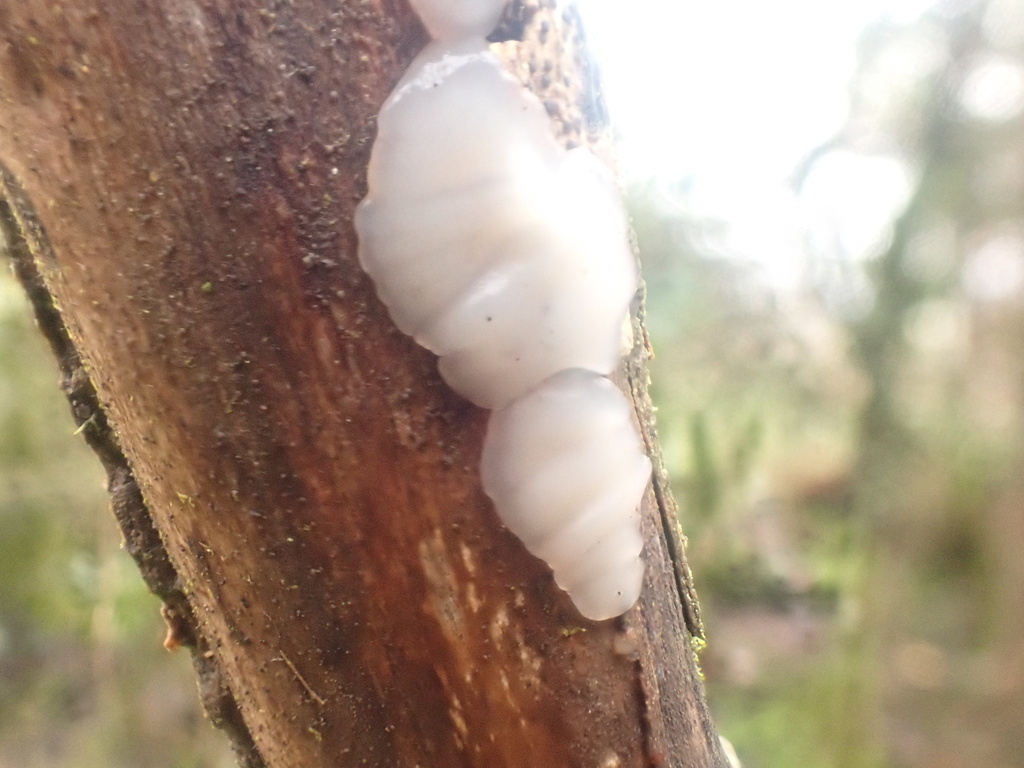 Exidia thuretiana · December 2025 · photo: © johnlyden (iNaturalist, cc-by)
