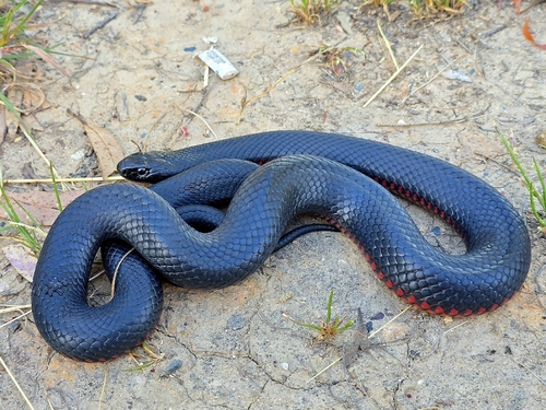 Red-bellied Black Snake sighting