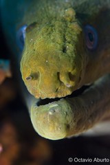 Gymnothorax castaneus