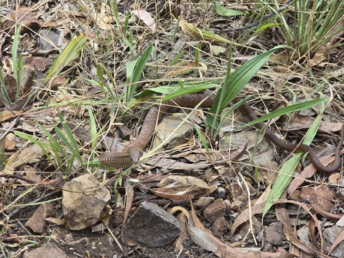 Eastern Brown Snake sighting