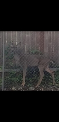 Odocoileus hemionus columbianus