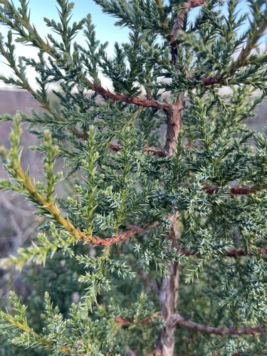 Stinking Juniper (Juniperus foetidissima)