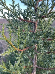 Juniperus foetidissima, photograph (c) Наталья Пикалова, some rights reserved (CC BY)