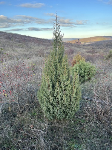 Juniperus foetidissima, photograph 4