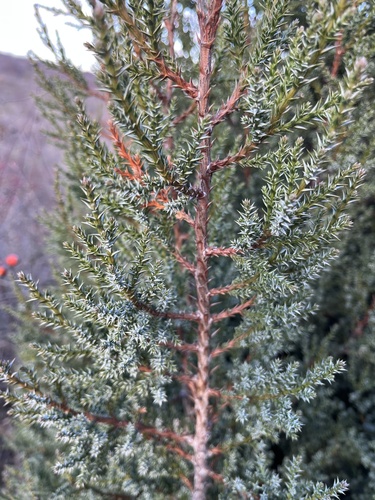 Juniperus foetidissima, photograph 5