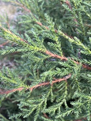 Juniperus foetidissima, photograph (c) Наталья Пикалова, some rights reserved (CC BY)