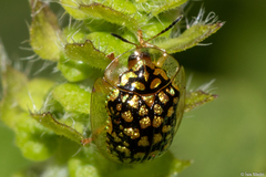 Cteisella confusa