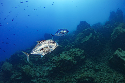 African pompano (Alectis ciliaris) — Carangidae