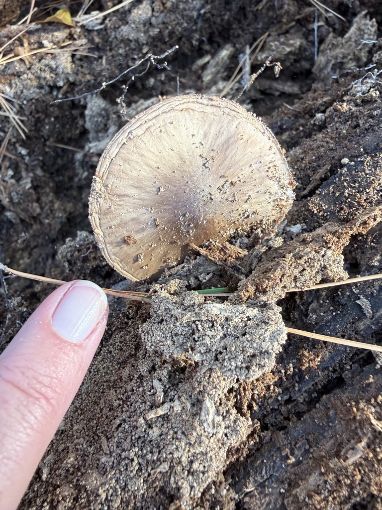Pluteus cervinus · December 2025 · photo: © ashleyrsteel (iNaturalist, cc-by)