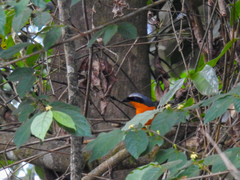 Telophorus multicolor