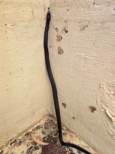 Eastern Brown Snake sighting