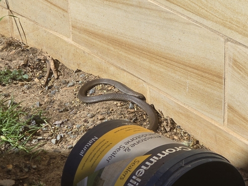 Eastern Brown Snake sighting