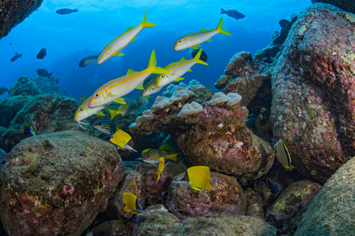 Goatfish (Mulloidichthys dentatus) — Mullidae — 5