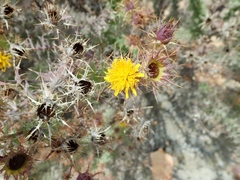 Berkheya cruciata
