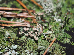 Cladonia botrytes