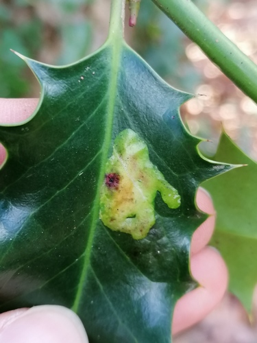 European Holly Leafminer