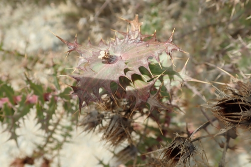 Image of Berkheya cruciata by no rights reserved