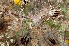Berkheya cruciata