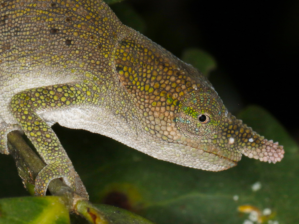 Spear-nosed Chameleon