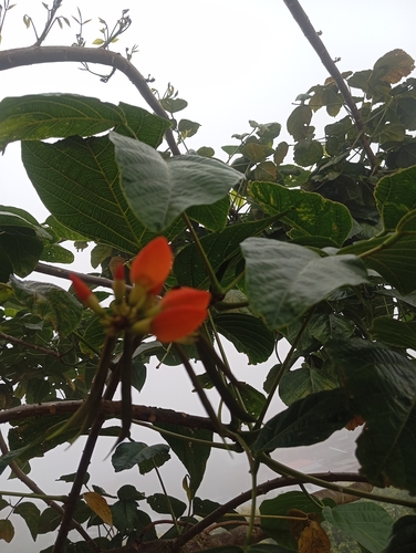 Baluy (Erythrina edulis)