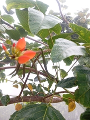 Erythrina edulis, photograph (c) Juan Camilo Ovalle Castañeda, some rights reserved (CC BY-SA)