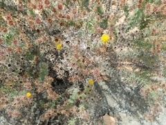 Berkheya cruciata