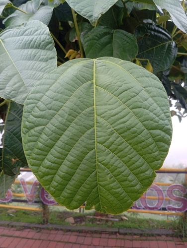 Erythrina edulis, photograph 6