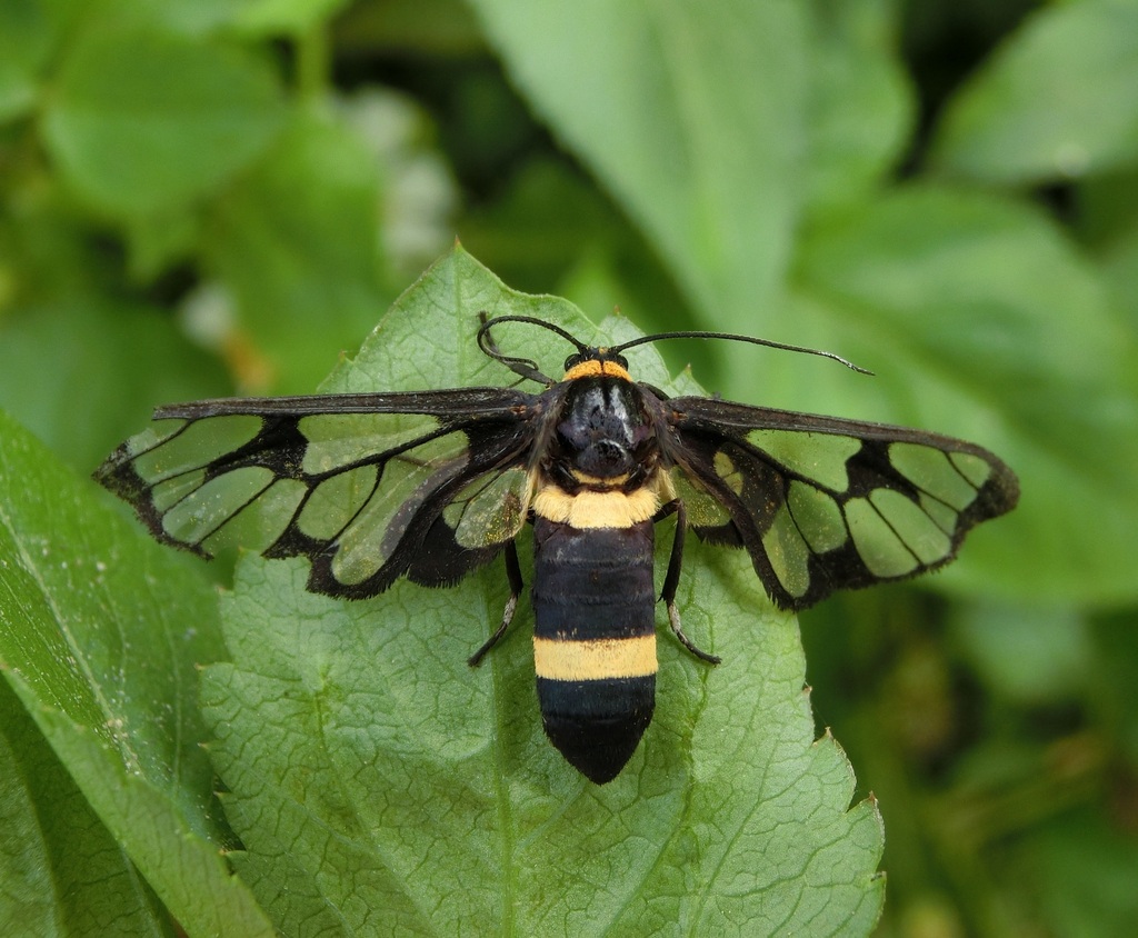 Handmaiden moth from 638台灣雲林縣麥寮鄉 on December 18, 2025 at 10:12 AM by ...