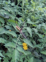 Argiope sector