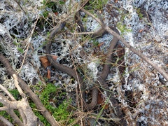 Cubophis cantherigerus