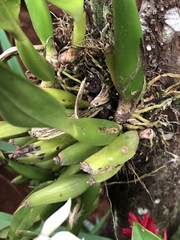 Prosthechea fragrans