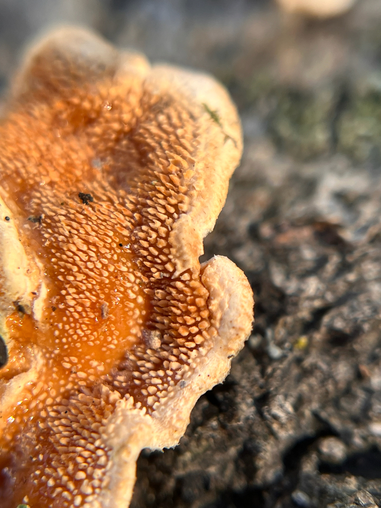 Steccherinum ochraceum · December 2025 · photo: © bdthomas (iNaturalist, cc-by)